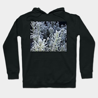 Winter, frozen lavender. Hoodie